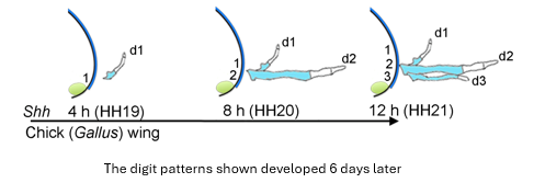 <p>12 hours in chick wing </p><p><span>Treating chick embryos with cyclopamine at four-hour intervals </span></p>