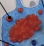 <p>What is this structure?</p>