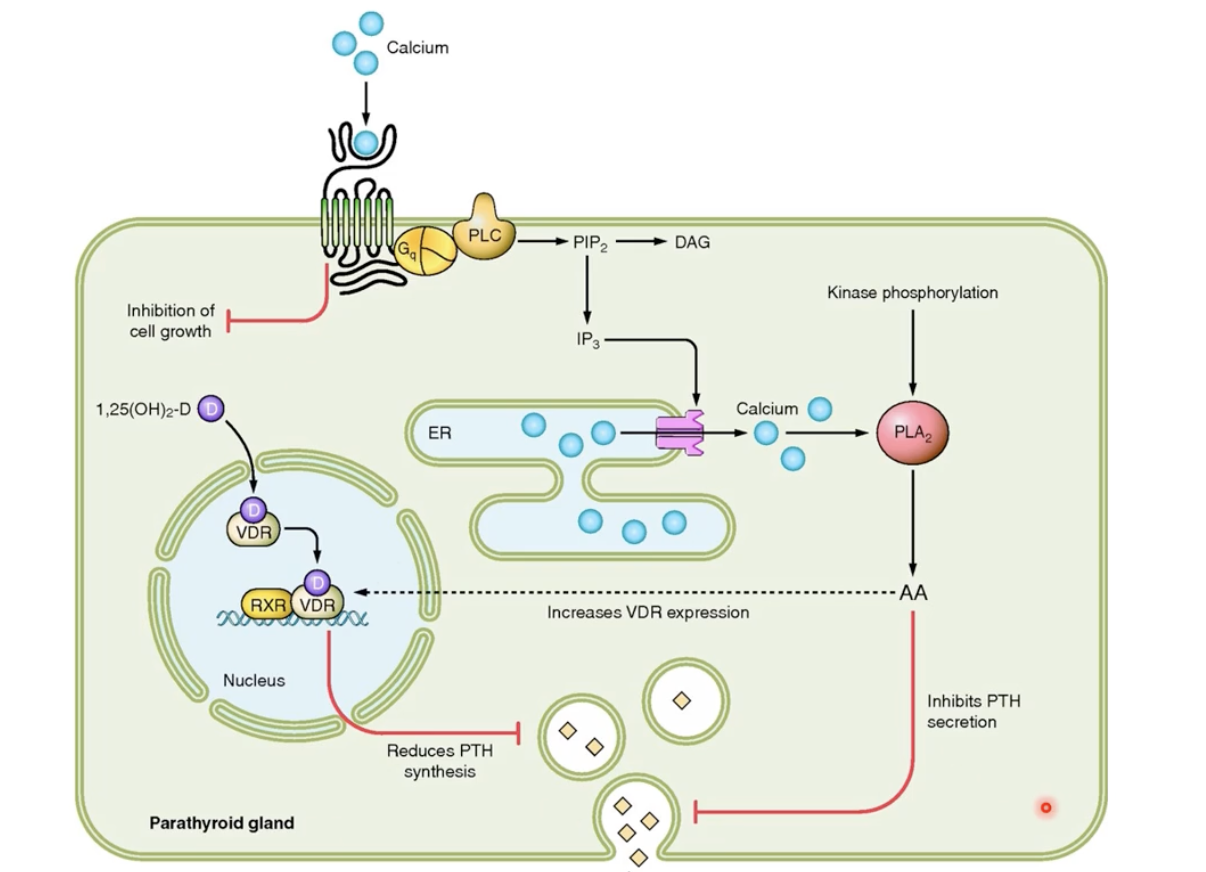 <ul><li><p>release from the parathyroid glands</p><ul><li><p>Four of them, very tiny, found on the back of the neck, stuck on the the thyroid gland</p></li><li><p>Process in cells</p><ul><li><p>GQ protein, as long as there is calcium that acts as ligand, results in kinase phosphorylation that inhibit PTH secretion </p></li><li><p>Kinase phosphorylation also increase vit D3 receptor which prevents the synthesis of the PTH hormone as well</p></li></ul></li></ul></li><li><p>Function: to increase plasma CA2+ concentration</p><ul><li><p>For bone: in osteoblasts increasing cAMP, to increase the release RANKL and decrease OPG (that inhibiting it)</p></li><li><p>For kidneys: reabsorb the Ca2+ found inside the urine back into the blood</p></li><li><p>Calcitriol synthesis</p></li></ul></li><li><p>Stimulus low plasma CA2+</p><ul><li><p>Very sensitive: very small range (around 1.2 concentration)</p></li></ul></li></ul><p></p>