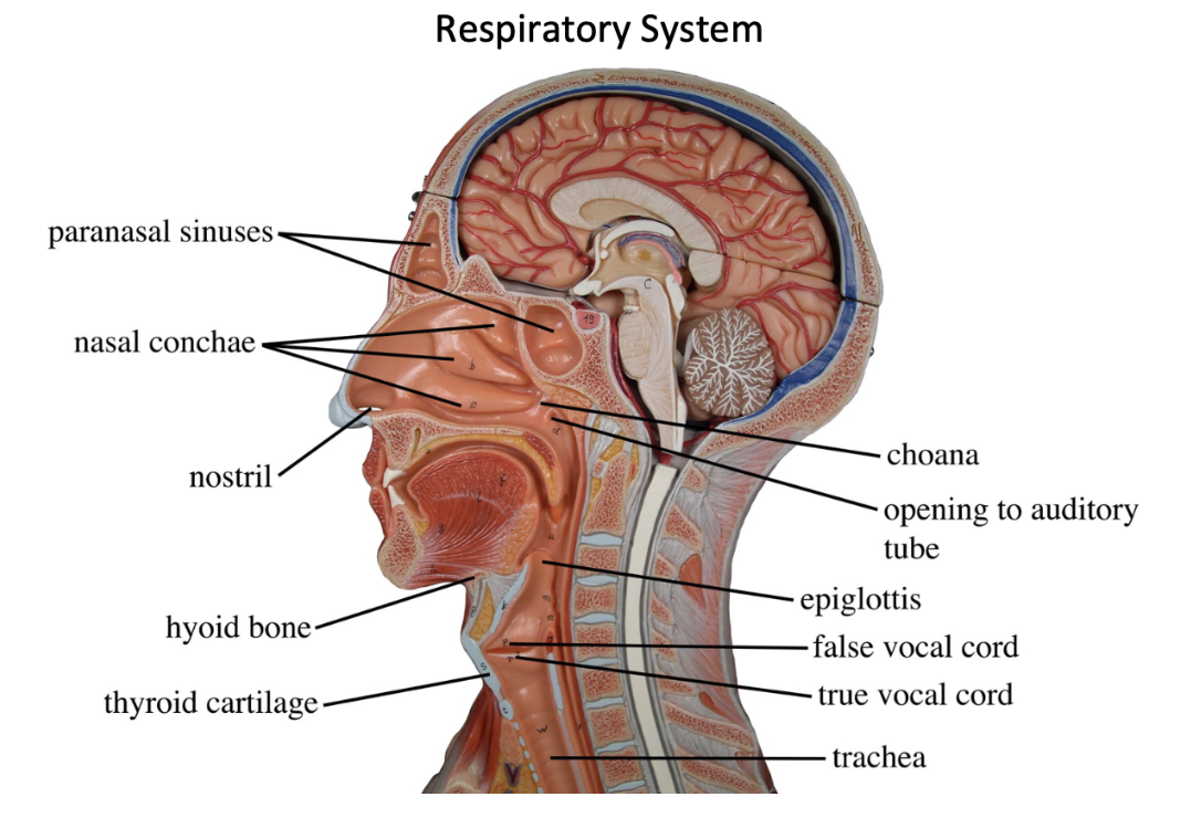 <ol><li><p>Paranasal sinuses</p></li><li><p>Nasal conchae</p></li><li><p>Nostril</p></li><li><p>Hyoid Bone</p></li><li><p>Thyroid Cartilage </p></li><li><p>Choana</p></li><li><p>Opening to auditory tube</p></li><li><p>Epiglottis</p></li><li><p>False vocal cord</p></li><li><p>True vocal cord</p></li><li><p>Trachea</p></li></ol><p></p>