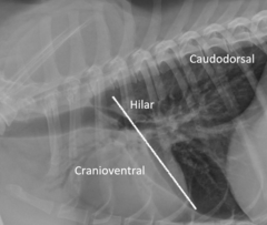 <p>What disease is indicated by cranioventral alveolar pattern?</p>