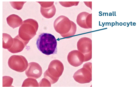 <p>This cell is capable of __________</p>