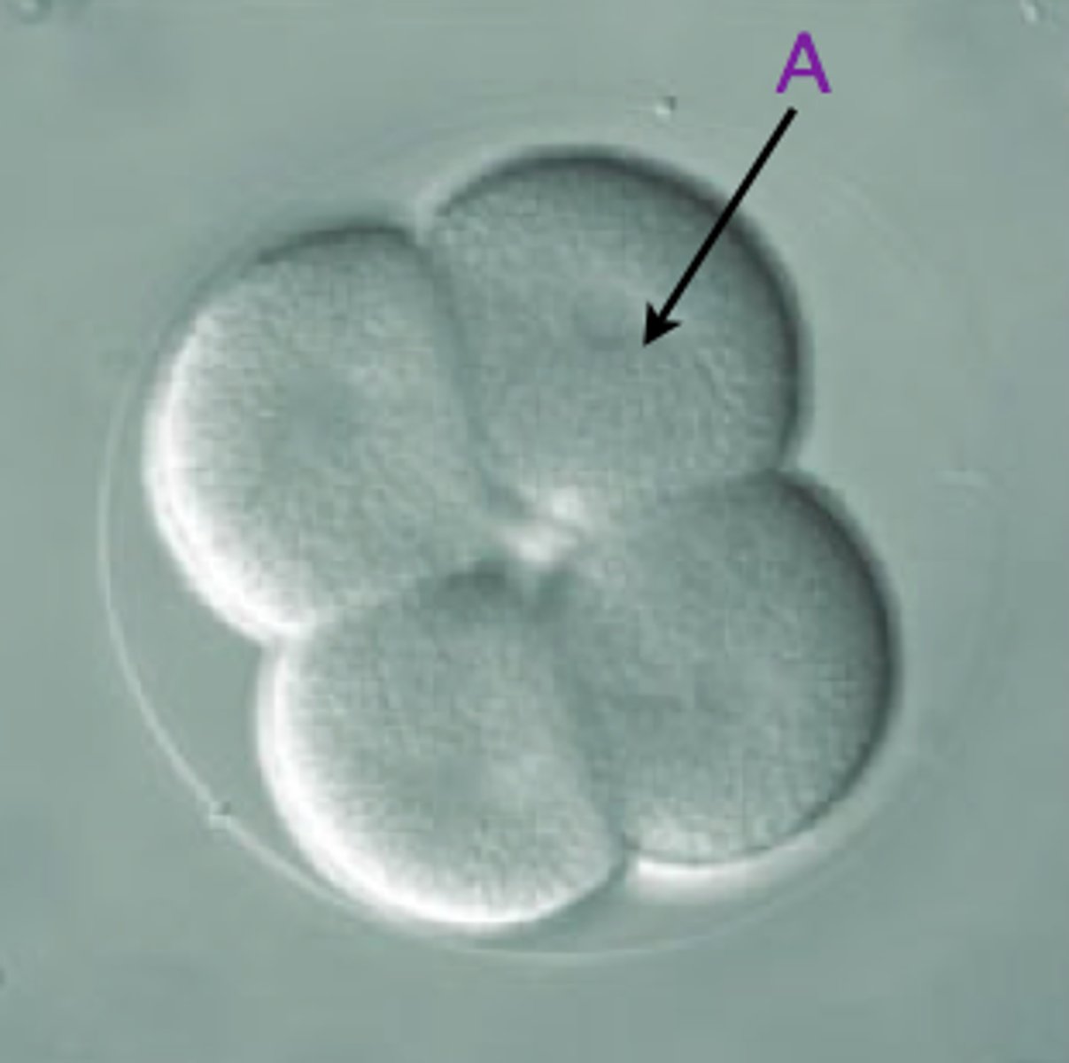 <p>blastomere</p><p>(Note: less cytoplasm than original zygote)</p>