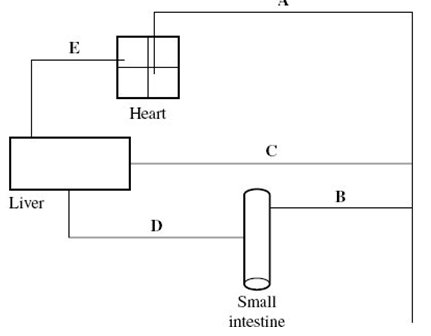 <p><span style="font-family: Arial, sans-serif;">Which of blood vessels <strong>A</strong> to <strong>E</strong> contains blood at the lowest pressure? (1) </span></p>