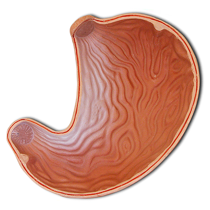<p>Rugae</p>