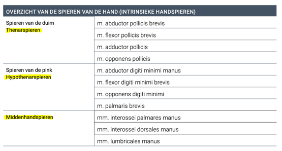<ul><li><p>thenarspieren (spieren van de duim)</p><ul><li><p>flexor pollicis brevis</p></li><li><p>abductor pollicis brevis</p></li><li><p>adductor pollicis</p></li><li><p>opponens pollicis</p></li></ul></li><li><p>hypothenarspieren (spieren van de pink)</p><ul><li><p>flexor digiti minimi brevis</p></li><li><p>abductor digiti minimu brevis</p></li><li><p>palmaris brevis</p></li><li><p>opponens digiti minimi</p></li></ul></li><li><p>middenhandspieren</p><ul><li><p>mm interossei palmares manus</p></li><li><p>mm interossei dorsalis manus</p></li><li><p>mm lumbricales manus</p></li></ul></li></ul><p></p>