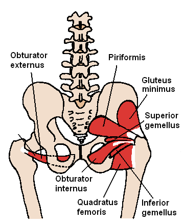 <p>pain in the lower abdomen or inside of thigh when<span style="color: rgb(238, 184, 184);"><u> the hip is flexed and internally rotated;</u></span> a sign of appendicitis</p>