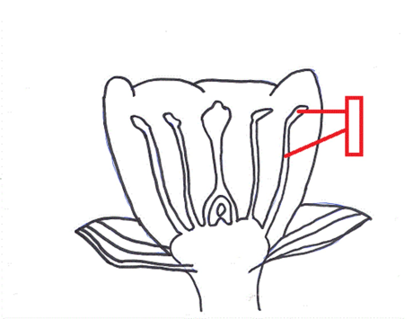 <p>The pollen-producing reproductive organ of a flower, consisting of an anther and a filament</p>