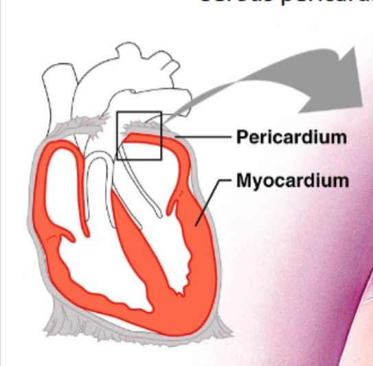 <p>Pericardium</p>