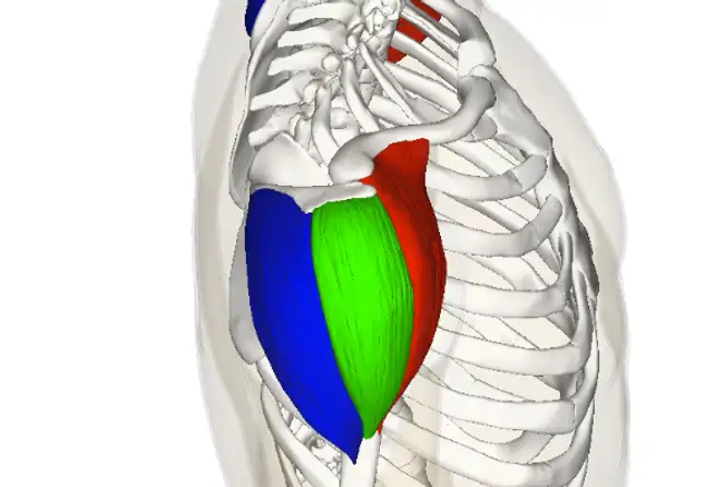 <p>Blue area</p>