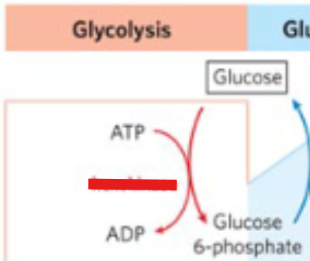 <p>Which enzyme catalyzes irreversible step 1 of glycolysis?</p>