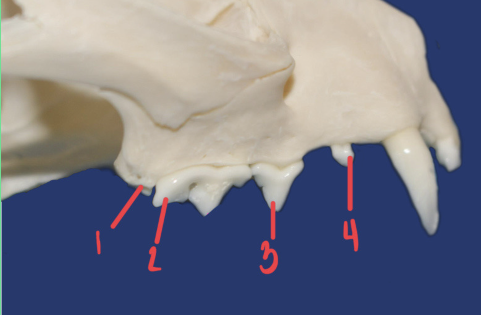<p>What is the number according to the triadan system for 1? How many roots does it have and what animal is this?</p>