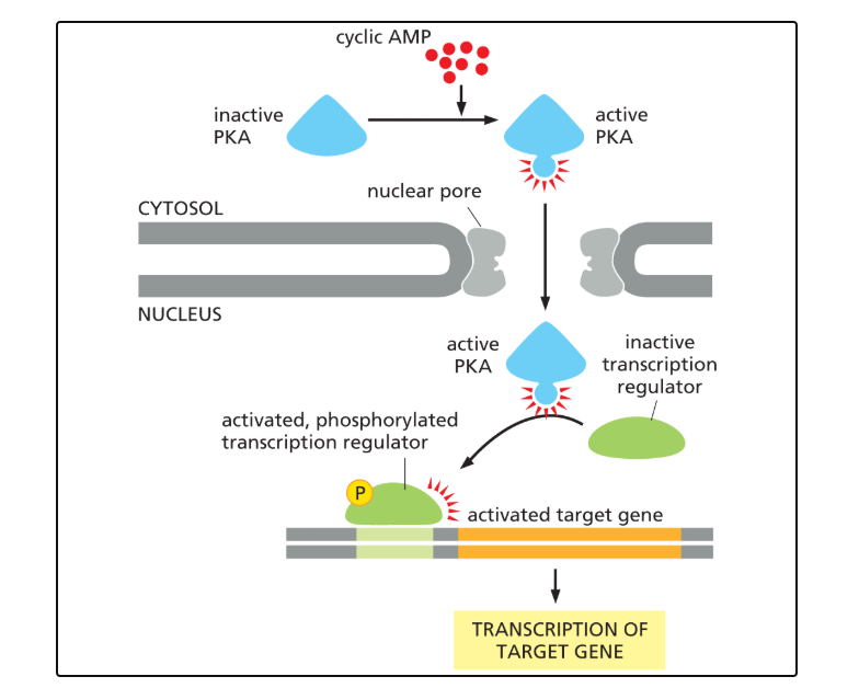 <p>PKA will be activated by a rise in cAMP and can enter the nucleus and phosphorylate transcriptional regulators to stimulate transcription of target genes</p>