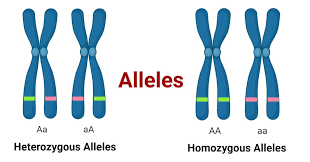<p>one of two or more alternative version of a gene at a locus (variants of a gene)</p>