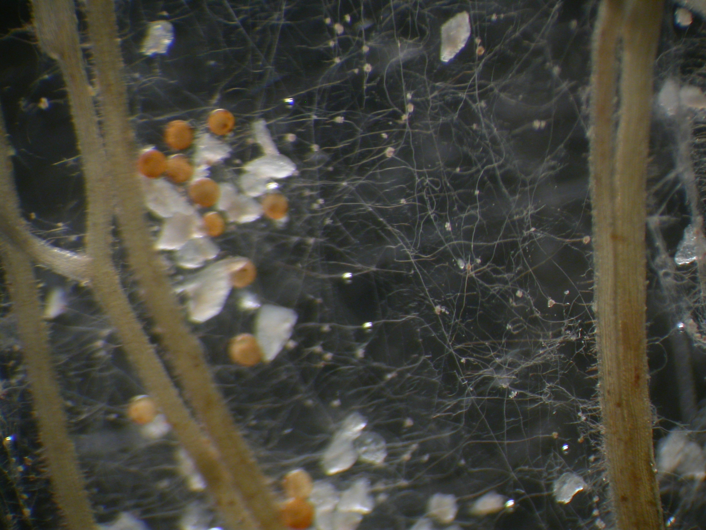 <p>Glomeromycetes</p>