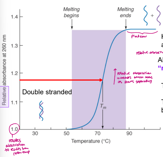 <ul><li><p>goes from DS to two single stranded </p></li><li><p>starts around 50 degrees, increases then plateaus at the top</p></li><li><p>relative absorption increases which means it starts separating</p></li><li><p>H-bonds and base-stacking are weak forces</p></li><li><p>Absorbance changes as DNA “melts” – base stacking changes</p></li></ul><p></p>