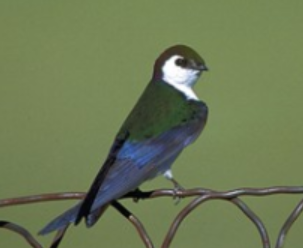 <p>Order: Passeriformes<br>Family: Hirundinidae</p>