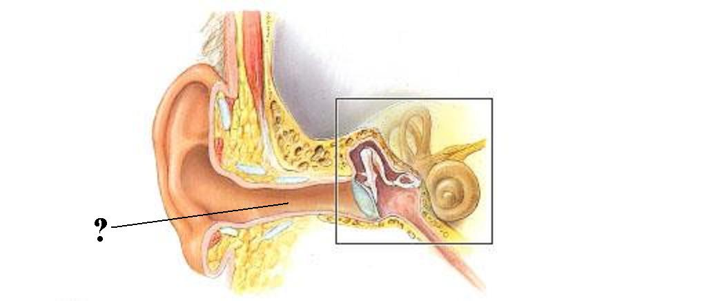 <p>Identify the indicated space</p>