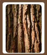 <p>The outer layer of a tree that protects it.</p>