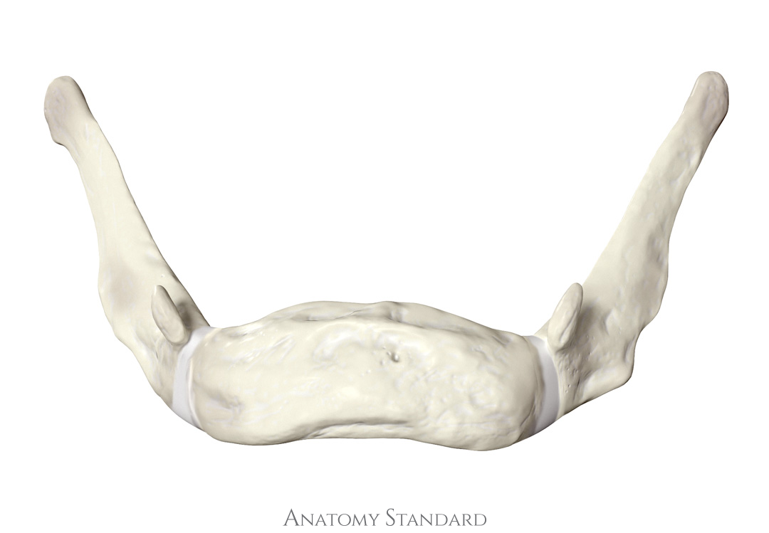 <p>Hyoid </p>