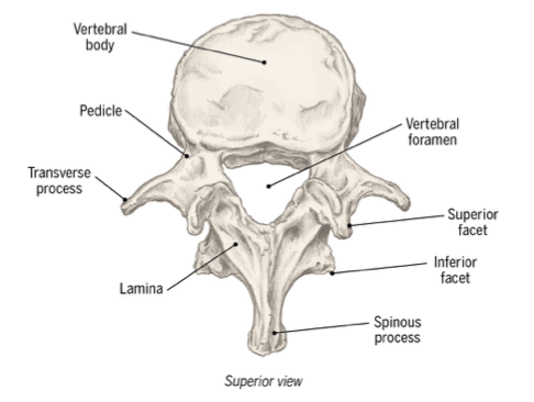<ul><li><p>main portion of vertebrae </p></li><li><p>cancellous (spongy bone) </p></li><li><p>absorbs compressive forces</p></li><li><p> </p></li></ul><p></p>