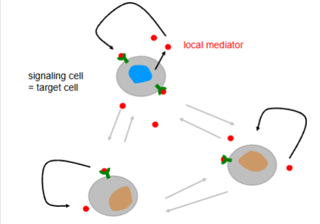 <p>short distance, local distribution</p><ul><li><p>like paracine but self-signaling</p></li></ul><p></p>