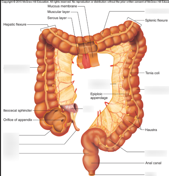 <ol start="4"><li><p><span style="background-color: transparent;">sigmoid colon</span></p></li></ol><p></p>