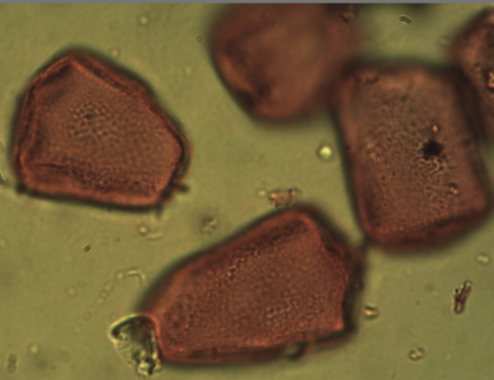<p>Identify the pollen grains to the <strong>Family </strong>level</p>