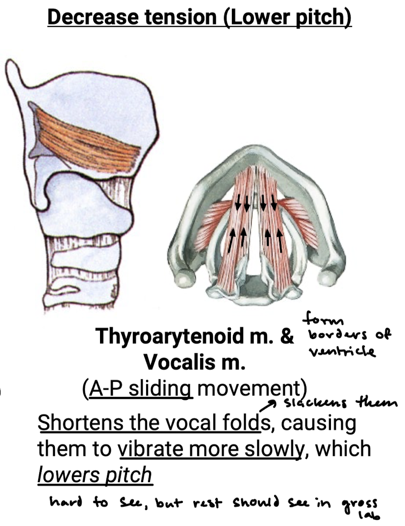 <p>Thyroarytenoid m. and vocalis m.</p>