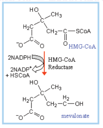 <p>HMGR (AKA HMGcoA)</p>