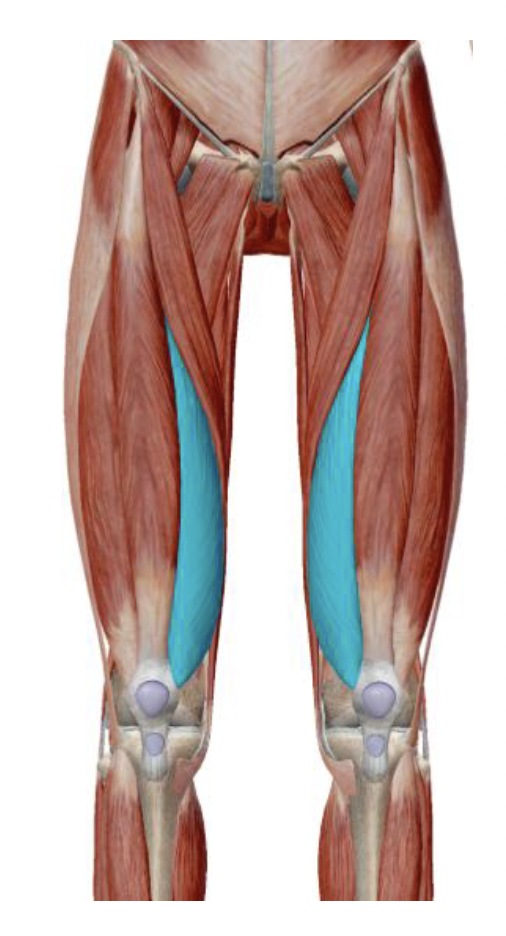 <p>What is the muscle name, its origin, its insertion, its action, and its innervation?</p>