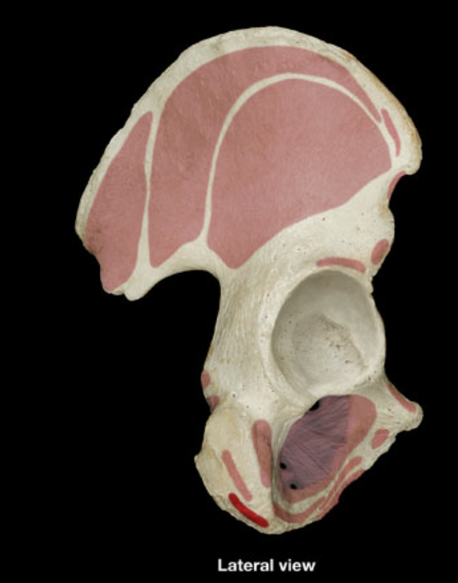 <p>ischial tuberosity</p>