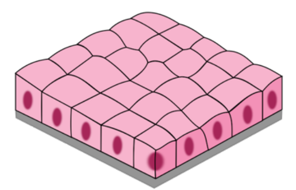 <p>Cube-shaped epithelial cells specialized for secretion and absorption.</p>