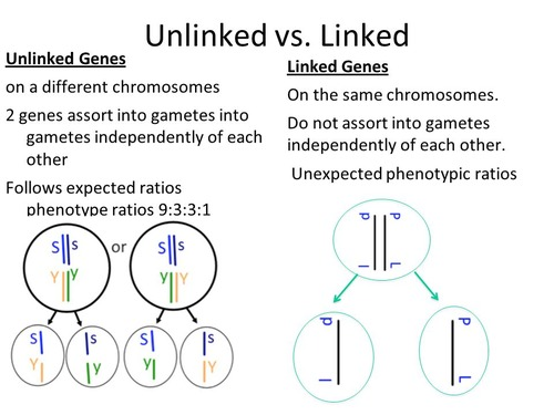 <p>Linked genes: Genes located on the same chromosome that tend to be inherited together rather than assorting independently</p><ul><li><p><span> Not assorted independently because they’re physically joined and travel to the same pole during Anaphase I</span></p></li></ul><ul><li><p><span>Therefore the only way linked genes are separated is by crossing over during prophase I, but the closer together they are, the less likely recombination is to occur between them</span></p></li></ul><p></p>