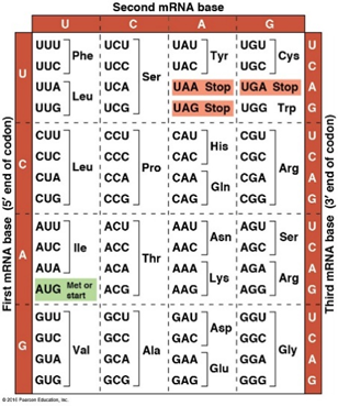 CHART for mRNA translation