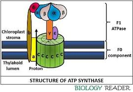 <p><span style="background-color: transparent;"><strong>ATP synthase structure:</strong></span></p>
