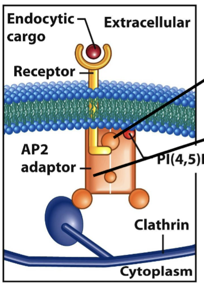 <p>i<span>nteracts with cytoplasmic tails of receptors (bound to cargos)</span></p>