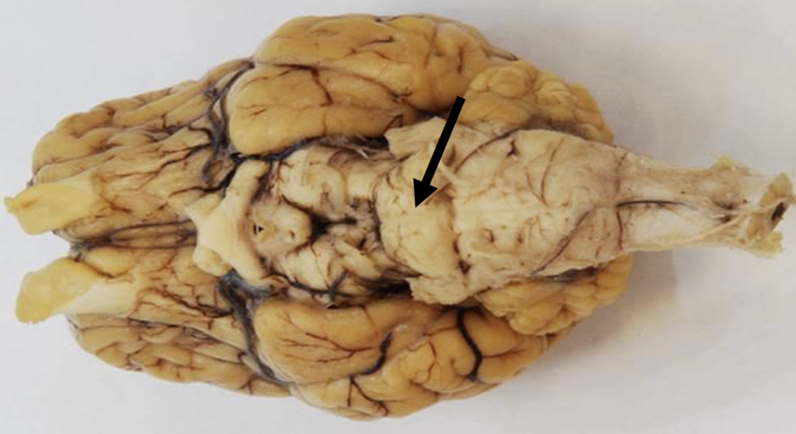 <p>Identify the structure indicated by the pointer.</p>