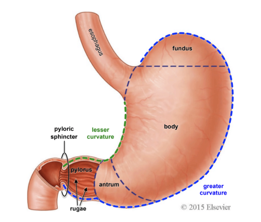 <p>stomach</p>