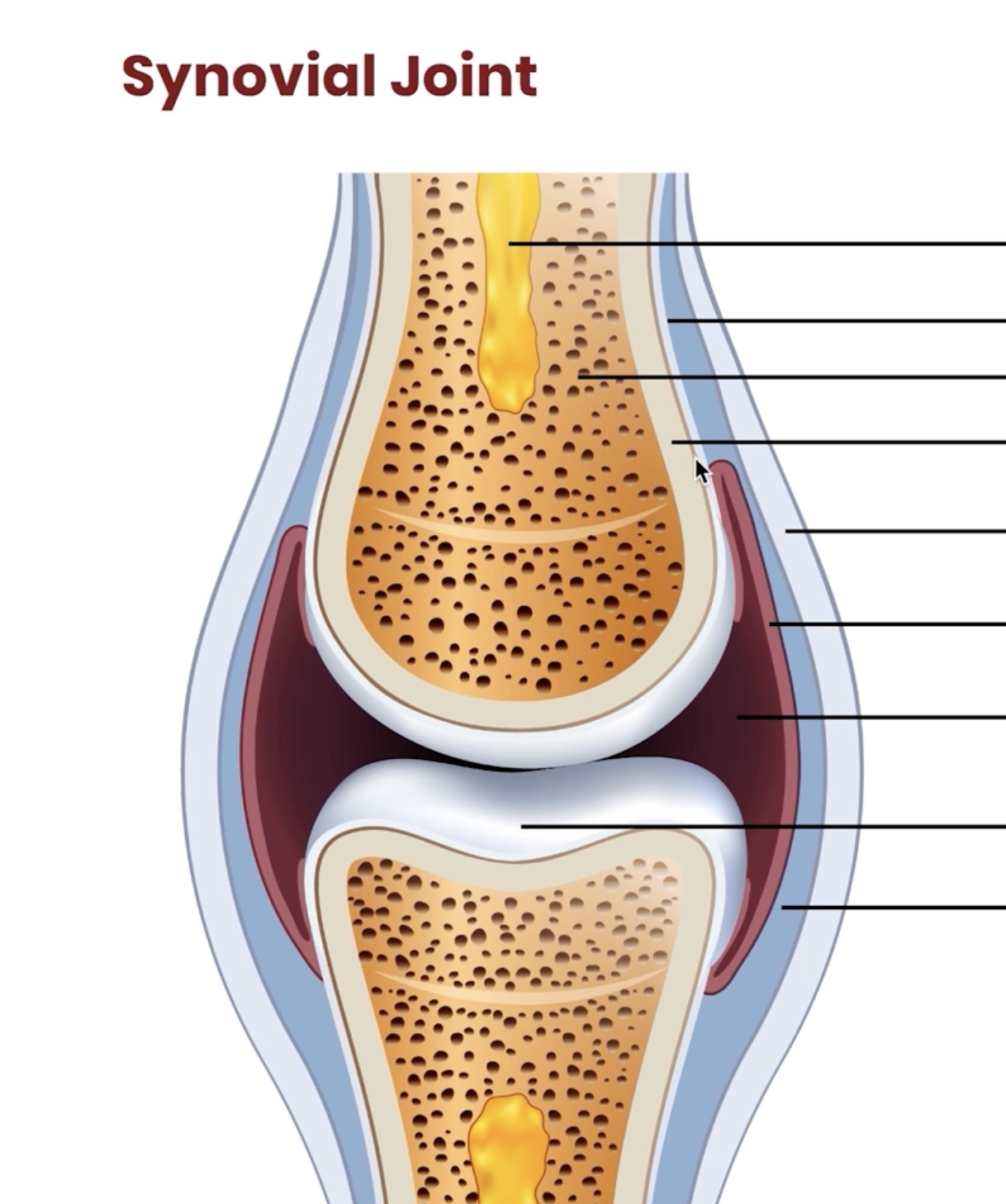 <p>Name these elements in the synovial joint</p>