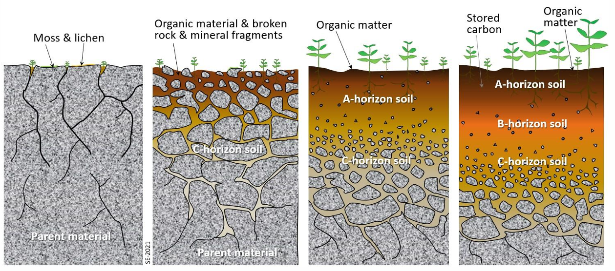 <p>depn on parent material (rock) &amp; other processes</p><ul><li><p>affects soil nutrient availability </p></li></ul><p></p>