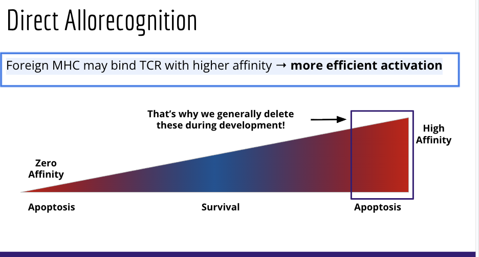 <p><span style="background-color: transparent; font-family: "Open Sans", sans-serif;">Foreign MHC may bind TCR with higher affinity → <strong>more efficient activation</strong></span></p>