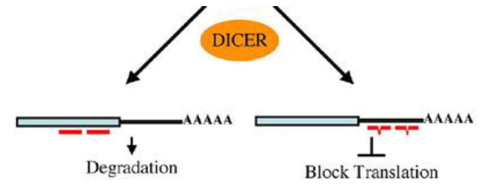 <p>A mechanism by which small RNAs suppress translation of mRNAs. 2 types:</p><ul><li><p>siRNA (small interfering RNA): binds to target w/ perfect complementarity to trigger degradation</p></li><li><p>miRNA: binds to targets w/ imperfect complementarity to block translation without degradation (classic miRNA pathway)</p></li><li><p>there may be some crossover in their function</p></li></ul><p></p>