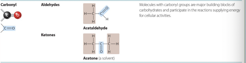 <p>Aldehydes, Ketones, and where it is located in a molecule</p>