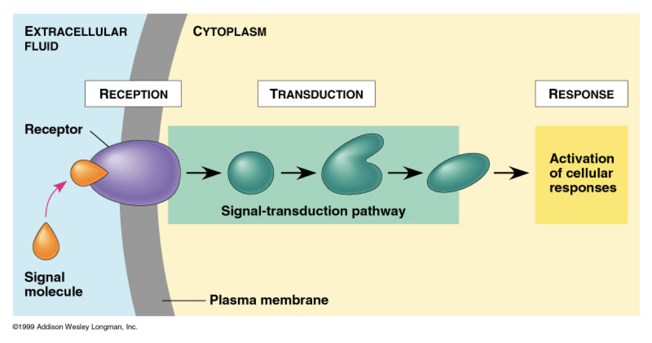 <ol><li><p>A signal molecule, often from a hormone (growth factor)</p></li><li><p>Will bind to growth factor receptor </p></li><li><p>Goes through signal transduction with signaling molecules (like kinase, CAMP, second messengers) </p></li><li><p>Response: cell division control genes will be expressed, <strong>production of cyclins </strong></p></li></ol><p></p>