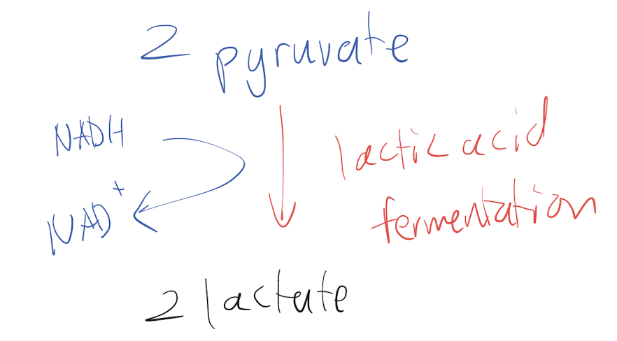 <p>Glycolysis turns glucose into 2 pyruvate. The pyruvate is transformed into 2 lactate molecules, gaining an electron so that NADH becomes oxidized to NAD+.</p>