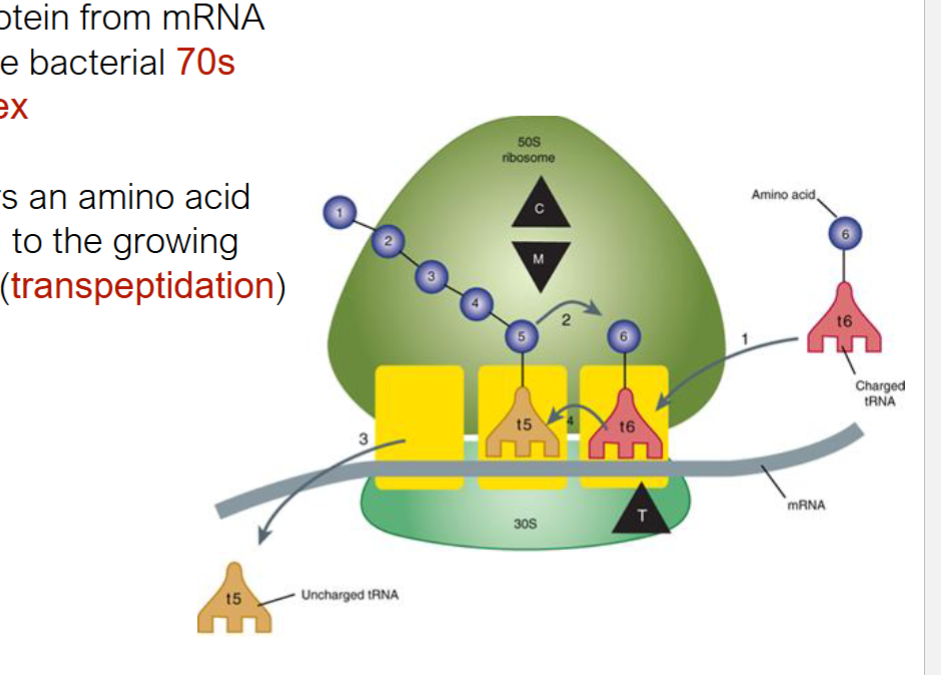 <p>tRNA t6 transfers aa to growing aa chain on 70s ribosome</p>