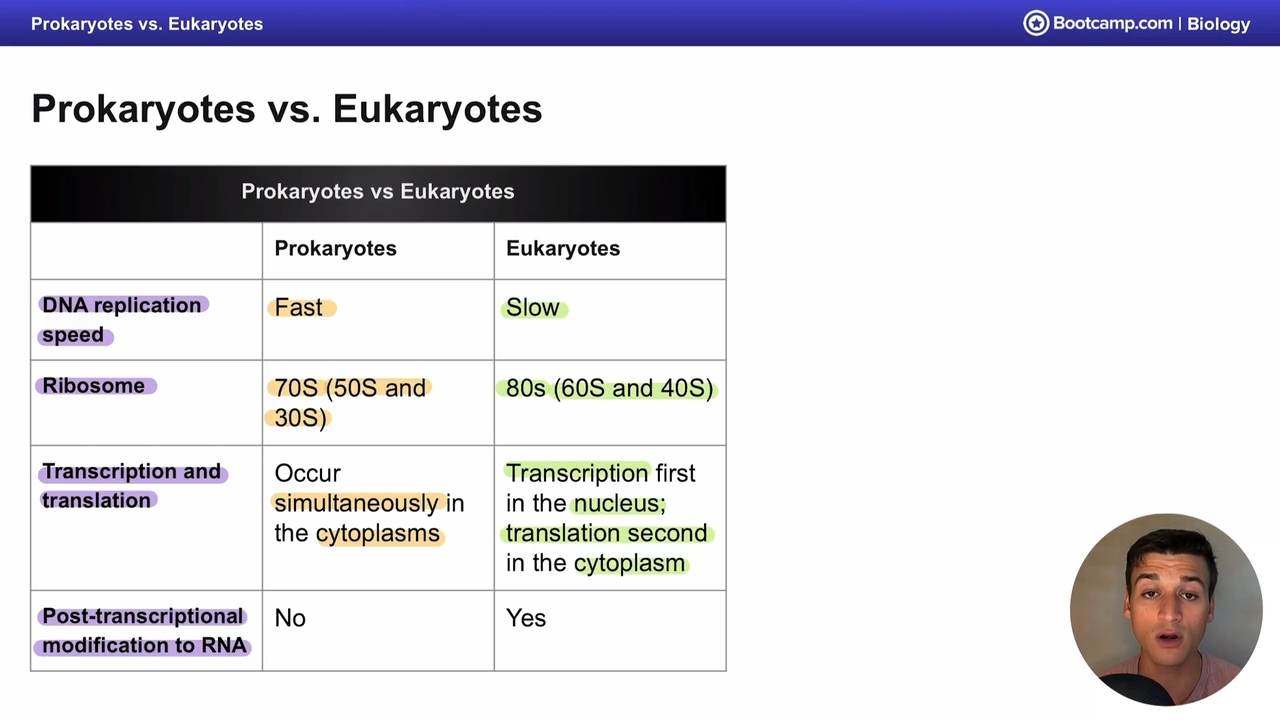 <p>transcription occurs first in the nucleus</p><p>translation occurs second in the cytpolasm</p>