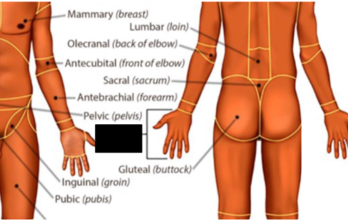 <p>what anatomical region is this?</p>