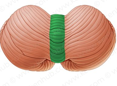<p>Identify the structure pinned</p>